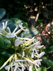 Anodendron benthamiana