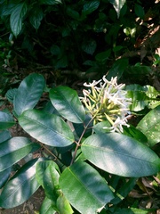 Anodendron benthamiana