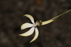 Praecoxanthus aphyllus