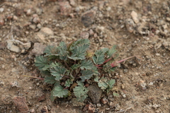 Erodium tibetanum