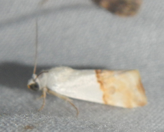 Ponometia elegantula