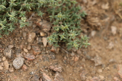Anabasis brevifolia