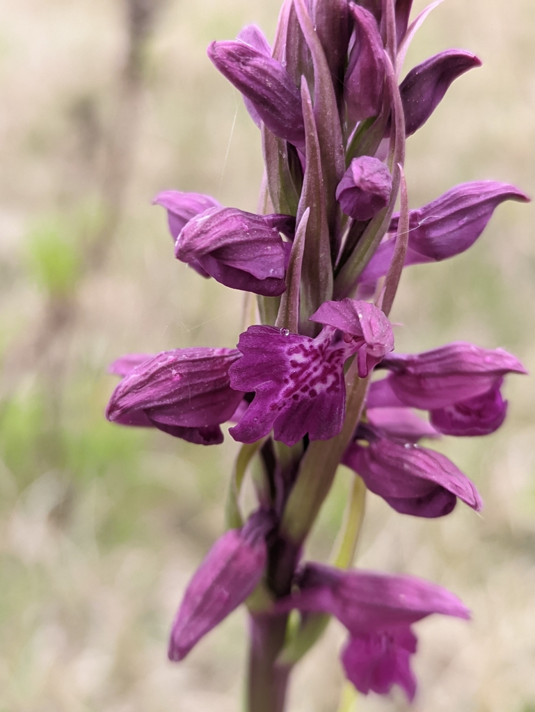 Anacamptis × timbali