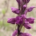 Anacamptis × timbali - Photo (c) Joshua Borràs, algunos derechos reservados (CC BY-NC), subido por Joshua Borràs