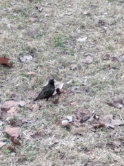 Sturnus vulgaris