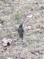 Sturnus vulgaris