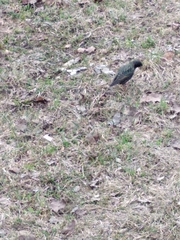 Sturnus vulgaris