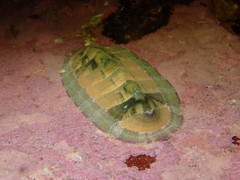 Rhyssoplax translucens