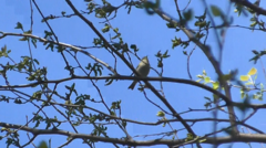 Phylloscopus trochilus