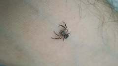 Misumenoides athleticus