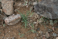 Cleistogenes squarrosa