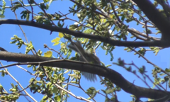 Phylloscopus trochilus