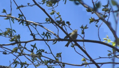 Phylloscopus trochilus
