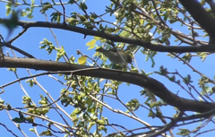 Phylloscopus trochilus