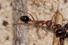 Myrmecia analis