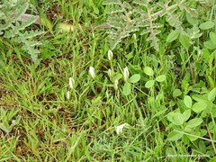 Ornithogalum baeticum