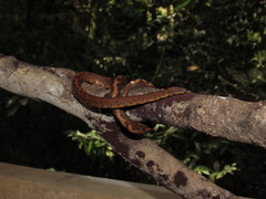 Brazilian Dwarf Boa photo 2