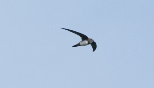 Vencejo real (Tachymarptis melba)
