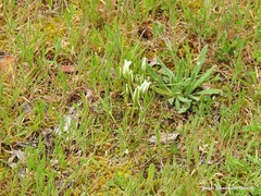 Ornithogalum baeticum