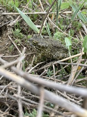 Bufotes viridis sitibundus