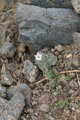Convolvulus ammannii