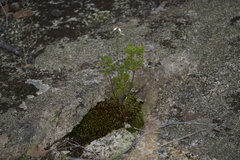 Eriochilus pulchellus