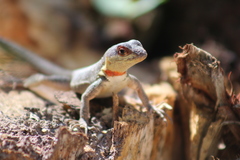 Stolzmann's Pacific Iguana photo 2