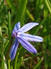 Scilla siberica