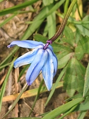 Scilla siberica