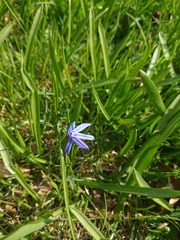 Scilla siberica