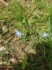 Scilla siberica