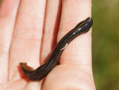 Richardsonianus australis
