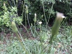 Hypochaeris microcephala