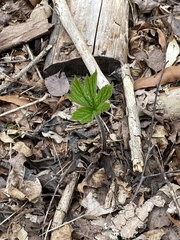 Hydrastis canadensis