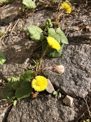 Tussilago farfara