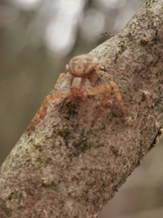 Xysticus ferox