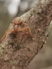 Xysticus ferox