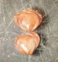 Semudobia tarda