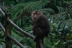 Macaca thibetana