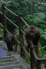 Macaca thibetana