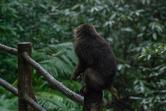 Macaca thibetana
