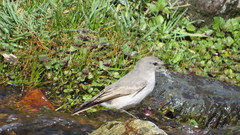 Muscisaxicola cinereus