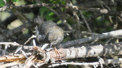 Scytalopus magellanicus