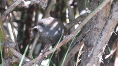 Scytalopus magellanicus