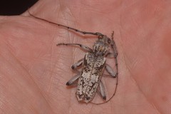 Phacodes mirabilis