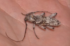 Phacodes mirabilis