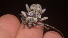 Phacodes mirabilis