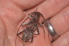 Phacodes mirabilis