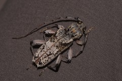 Phacodes mirabilis