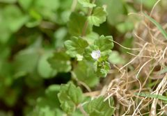 Veronica polita lilacina